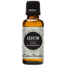 Load image into Gallery viewer, Ledum Essential Oil