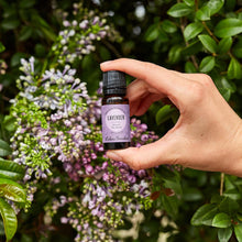 Load image into Gallery viewer, Lavender Around The World Essential Oil
